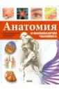 Анатомия и физиология человека - Батий Яна Александровна