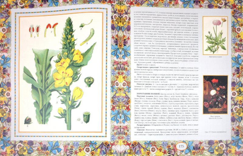 Иллюстрация 2 из 8 для Русский травник | Лабиринт - книги. Источник: Лабиринт