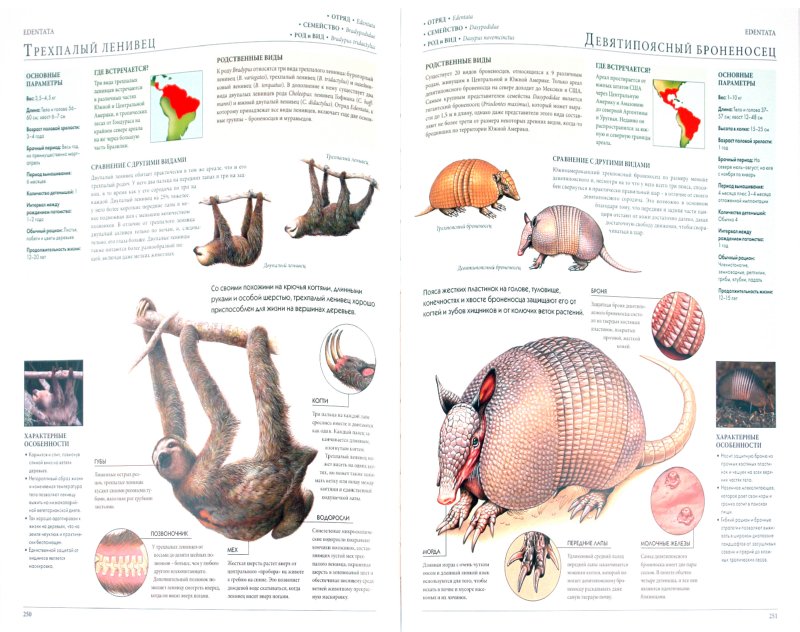 Иллюстрация 1 из 27 для Мегаэнциклопедия. Животные | Лабиринт - книги. Источник: Лабиринт