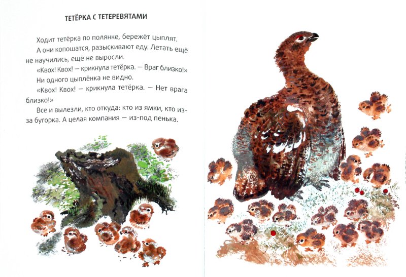 Иллюстрация 1 из 42 для Большие и маленькие - Евгений Чарушин | Лабиринт - книги. Источник: Лабиринт