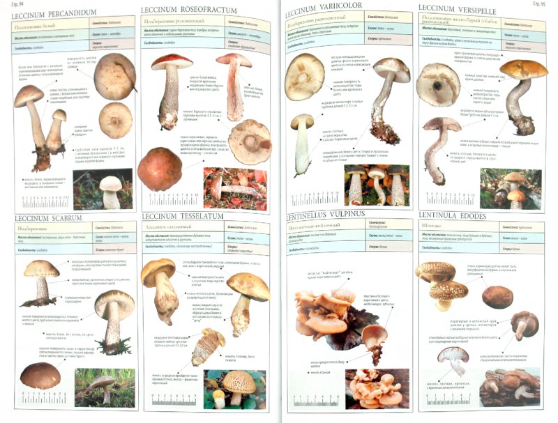 Съедобные грибы с фото и описаниями