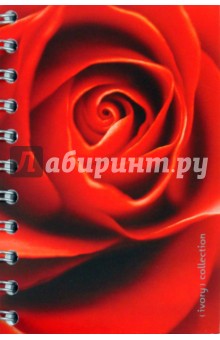   Rose , 160 , 6,  (V080760SW)