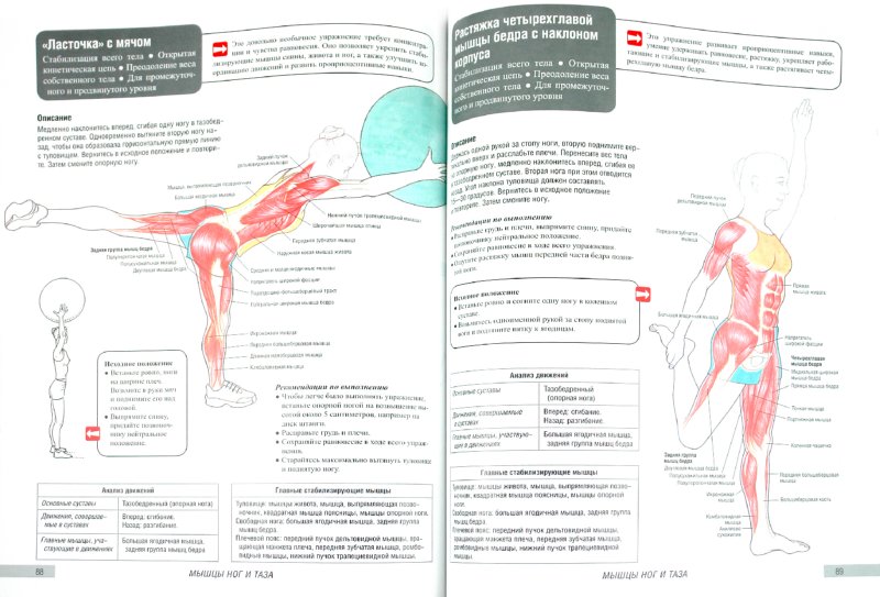 Иллюстрация 1 из 5 для Анатомия фитнеса и силовых упражнений для женщин - Марк Велла | Лабиринт - книги. Источник: Лабиринт