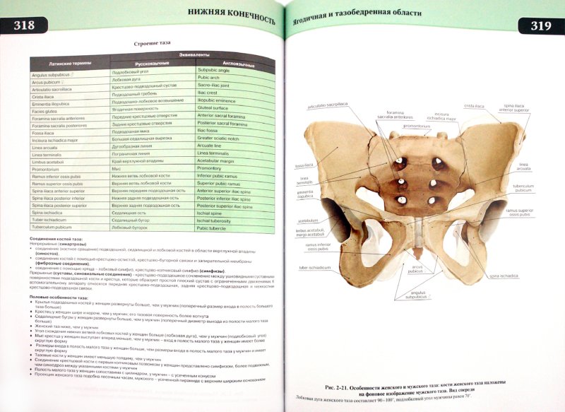 Иллюстрация 1 из 17 для Анатомия по Пирогову. Атлас анатомии человека. Том 1. Верхняя конечность. Нижняя конечность(+CD) - Шилкин, Филимонов | Лабиринт - книги. Источник: Лабиринт