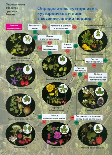 Определитель кустарников, кустарничков и лиан в весенне-летний период