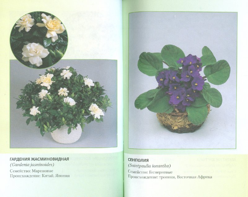 Иллюстрация 1 из 3 для Комнатные цветы - Виктор Антонов | Лабиринт - книги. Источник: Лабиринт