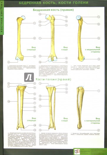 Таблицы по анатомии человека: Костная система. Учебно-наглядное пособие