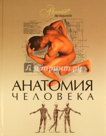 Анатомия человека