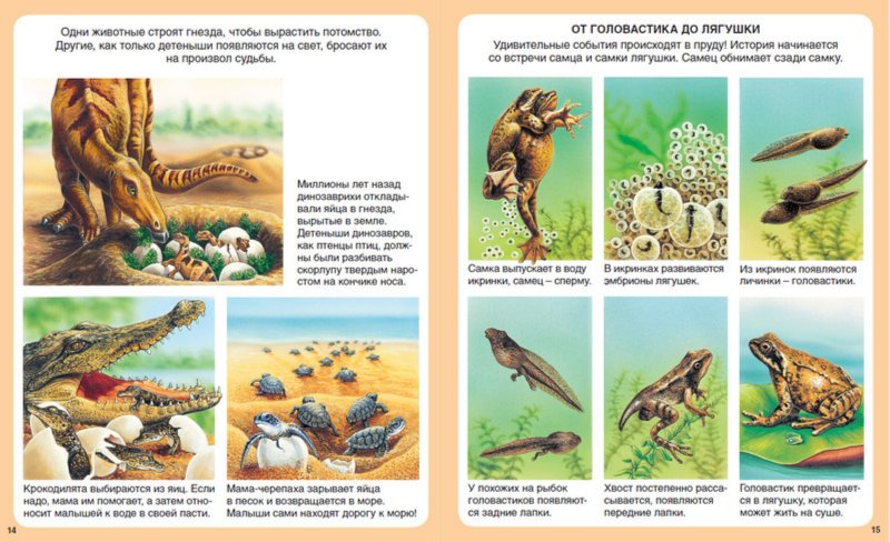 Иллюстрация 2 из 21 для Загадки природы | Лабиринт - книги. Источник: Лабиринт