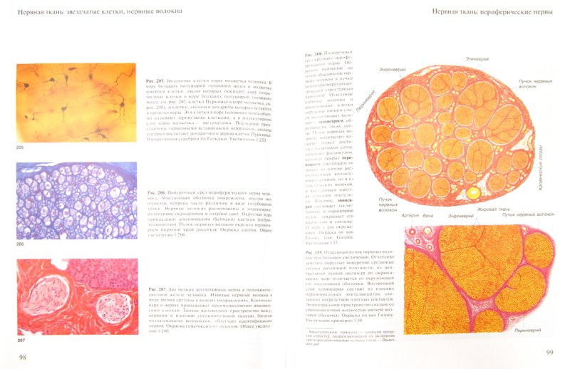 Иллюстрация 1 из 15 для Атлас гистологии. Более 500 цветных иллюстраций | Лабиринт - книги. Источник: Лабиринт
