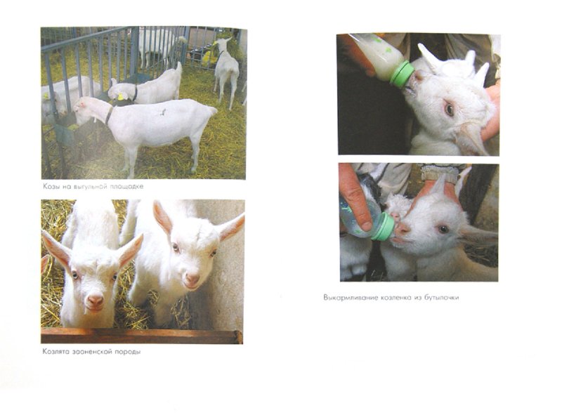 Иллюстрация 1 из 9 для Кормление овец и коз. Учебник - Драганов, Двалишвили, Калашников | Лабиринт - книги. Источник: Лабиринт