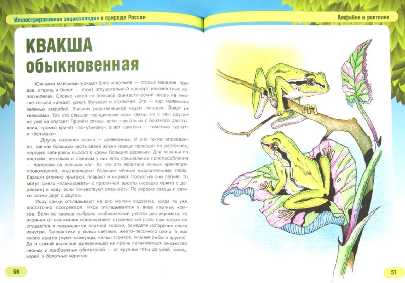 Иллюстрация 1 из 10 для У воды и под водой - Сергей Шустов | Лабиринт - книги. Источник: Лабиринт