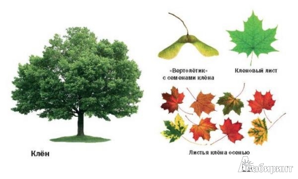 Иллюстрация 3 из 14 для Такие разные деревья - Aurelio Alfonso | Лабиринт - книги. Источник: Лабиринт