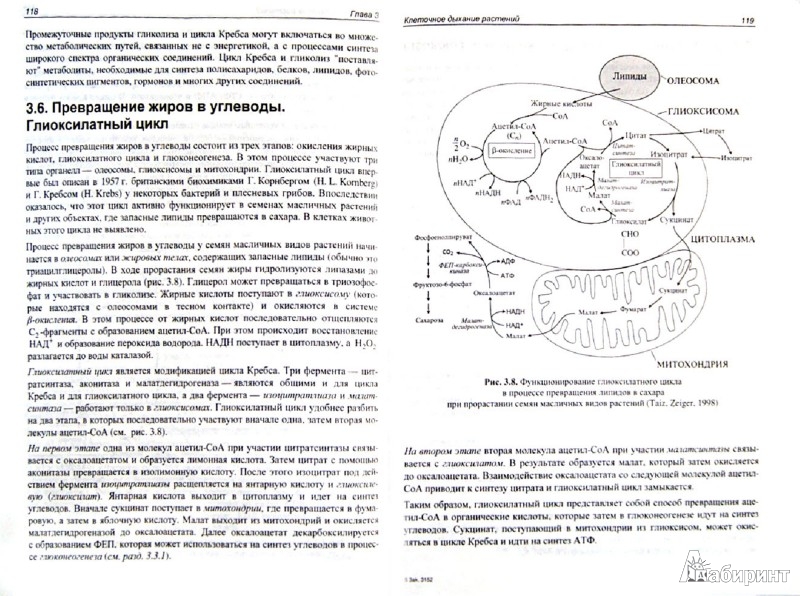 Иллюстрация 1 из 15 для Физиология растений. Учебник - С. Медведев | Лабиринт - книги. Источник: Лабиринт