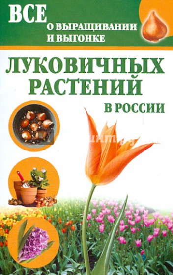 Все о выращивании и выгонке луковичных растений в России