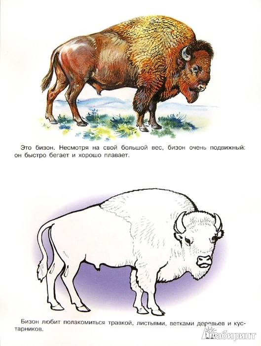 Иллюстрация 1 из 18 для Раскраска. Животные Америки и Австралии | Лабиринт - книги. Источник: Лабиринт