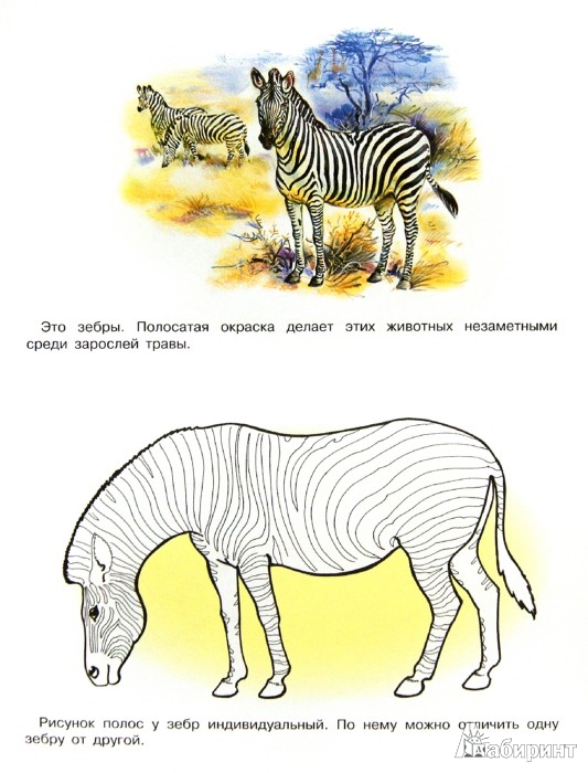 Иллюстрация 1 из 17 для Раскраска. Животные Африки | Лабиринт - книги. Источник: Лабиринт