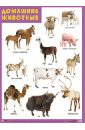 домашние животные плакат Плакат Домашние животные