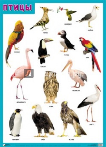 Плакат "Птицы"