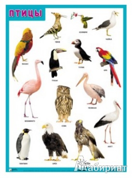Иллюстрация 1 из 5 для Плакат "Птицы" | Лабиринт - книги. Источник: Лабиринт