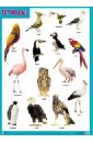 плакат птицы с птенцом Плакат Птицы