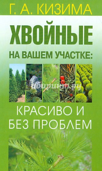 Хвойные на вашем участке: красиво и без проблем