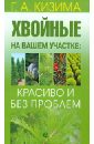 Хвойные на вашем участке: красиво и без проблем - Кизима Галина Александровна