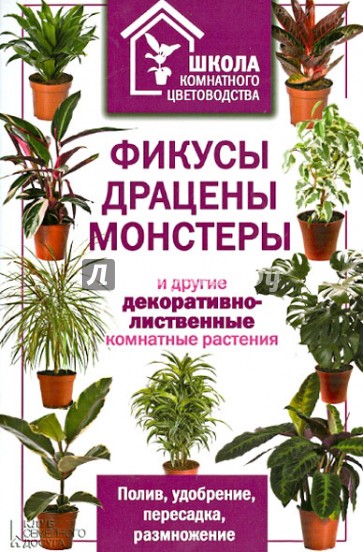 Фикусы, драцены, монстеры и другие декоративно-лиственные комнатные растения