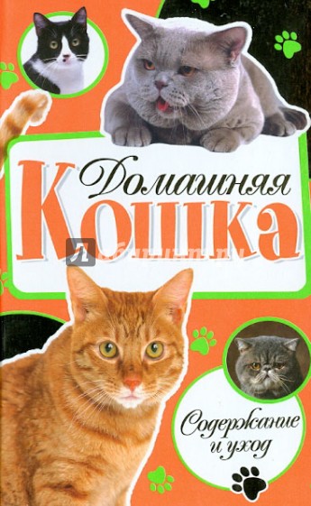 Домашняя кошка. Содержание и уход