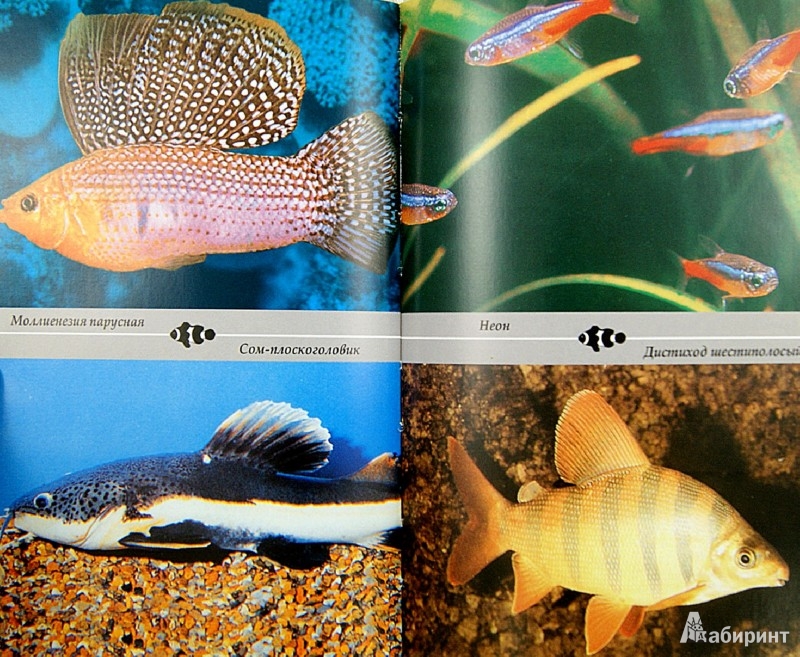 Характеристика рыбы Танихтис