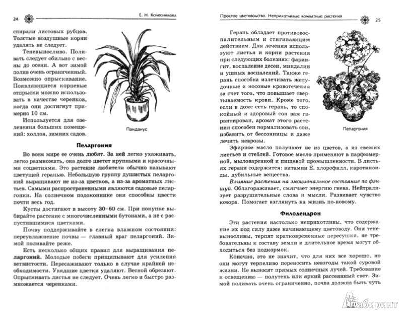Иллюстрация 1 из 11 для Простое цветоводство: неприхотливые комнатные растения - Елена Колесникова | Лабиринт - книги. Источник: Лабиринт