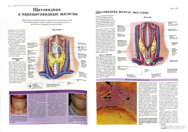 Иллюстрация 1 из 27 для Самый полный атлас по анатомии и физиологии | Лабиринт - книги. Источник: Лабиринт