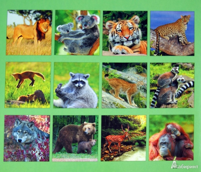 Иллюстрация 1 из 6 для Календарь 2014 "Дикие животные" (КПВС1406) | Лабиринт - сувениры. Источник: Лабиринт