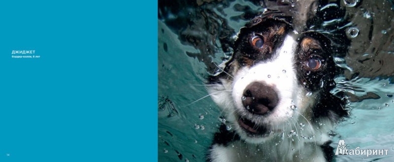 Иллюстрация 2 из 8 для Собаки под водой. Мокрые и смешные - Сет Кастил | Лабиринт - книги. Источник: Лабиринт