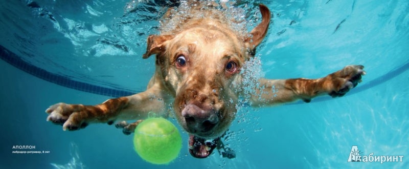 Иллюстрация 3 из 8 для Собаки под водой. Мокрые и смешные - Сет Кастил | Лабиринт - книги. Источник: Лабиринт