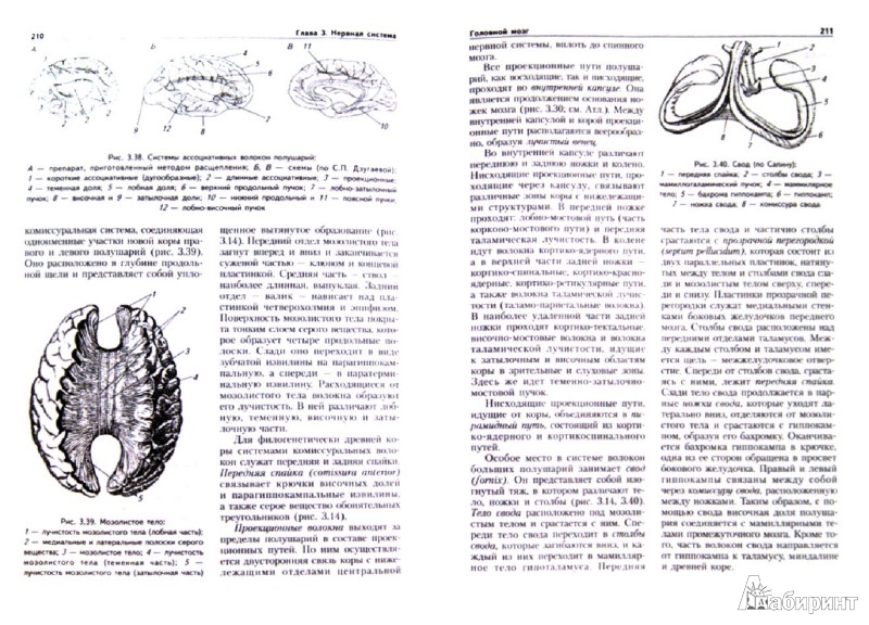Иллюстрация 1 из 16 для Анатомия человека. Учебник для студентов вузов (+CD) - Курепина, Ожигова, Никитина | Лабиринт - книги. Источник: Лабиринт
