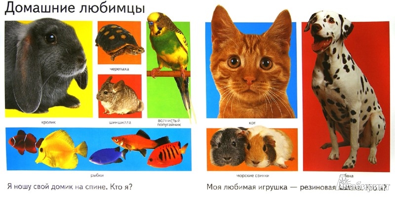 Иллюстрация 1 из 10 для Первая книга: Животные | Лабиринт - книги. Источник: Лабиринт