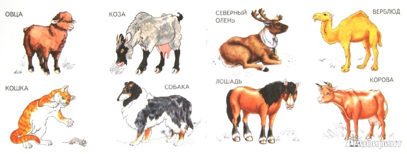 Иллюстрация 1 из 20 для Домашние животные. ФГОС ДО | Лабиринт - книги. Источник: Лабиринт