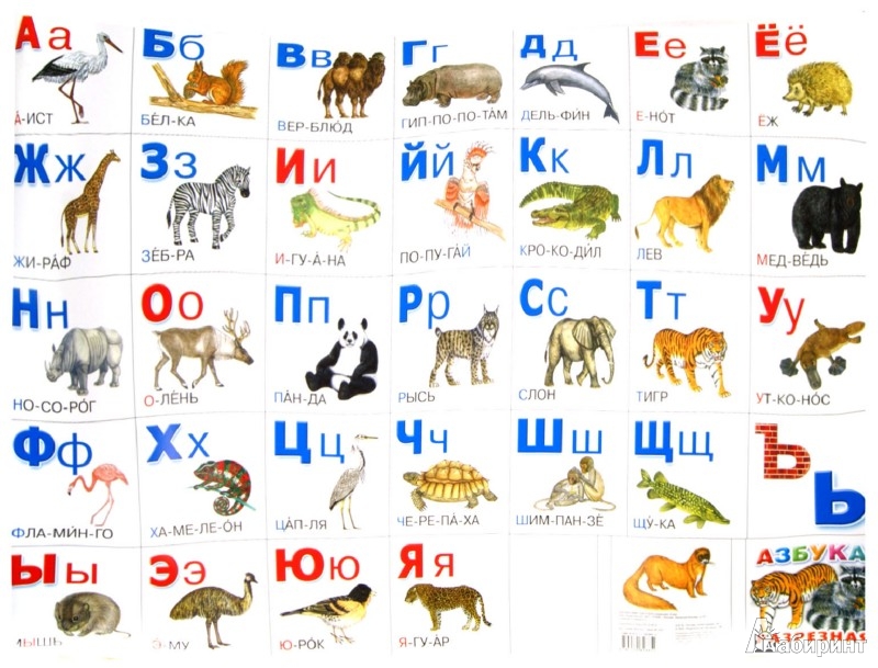 Назови животное на б. Алфавит животные. Животные по алфавиту. Животные на букву р. Животные на букву а.
