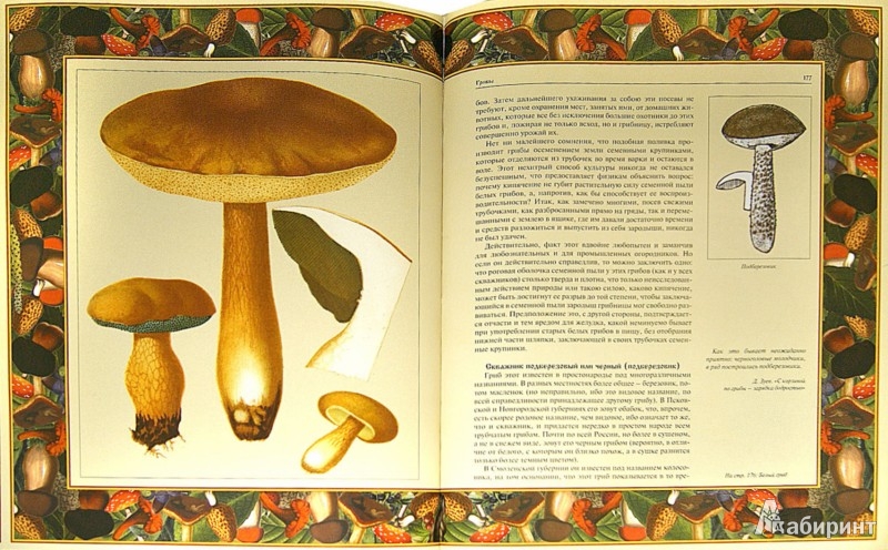 Иллюстрация 1 из 16 для Русский лес. Грибы и ягоды | Лабиринт - книги. Источник: Лабиринт