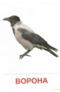 Раздаточные карточки Птицы России (63х87 мм) птицы россии раздаточные карточки 16 штук