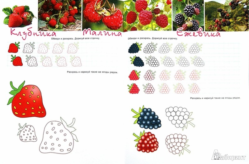 Иллюстрация 1 из 4 для Познавательные прописи "Фрукты-ягоды" (33979) | Лабиринт - книги. Источник: Лабиринт