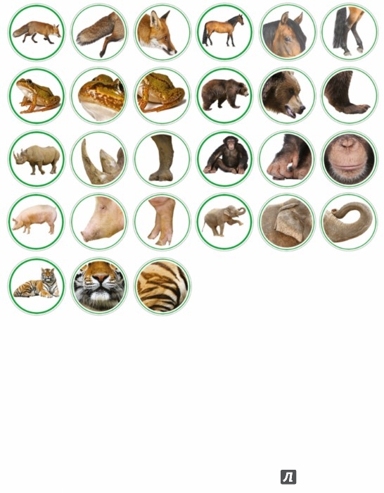 Иллюстрация 2 из 5 для Игра "Изучаем животных" 3-7 лет | Лабиринт - игрушки. Источник: Лабиринт