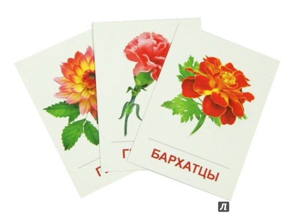 Иллюстрация 1 из 17 для Раздаточные карточки "Цветы садовые" (16 карточек) | Лабиринт - книги. Источник: Лабиринт