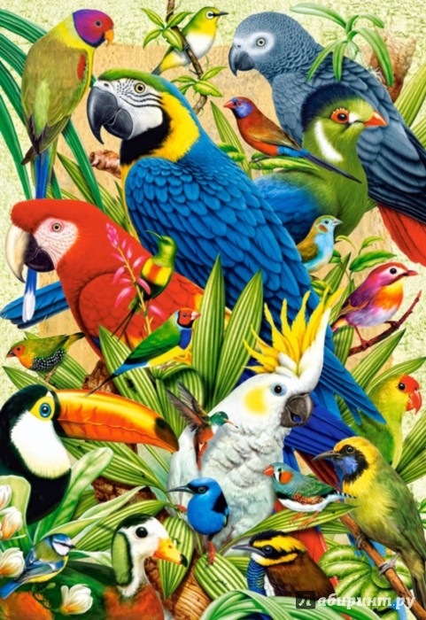 Иллюстрация 1 из 11 для Puzzle-1000 "Птичий мир" (C-103041) | Лабиринт - игрушки. Источник: Лабиринт