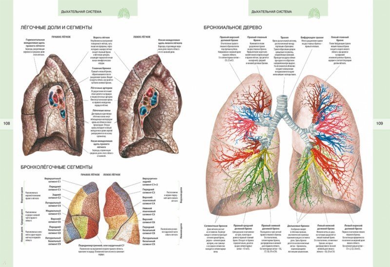 Анатомия москва. Легкие анатомия Синельников. Сегменты легких атлас Синельникова. Атлас Синельникова дыхательная система. Строение легкого Синельников.