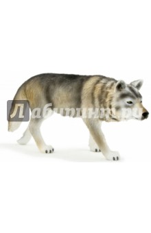 Волк в охоте (Timber Wolf Standing) (387026).