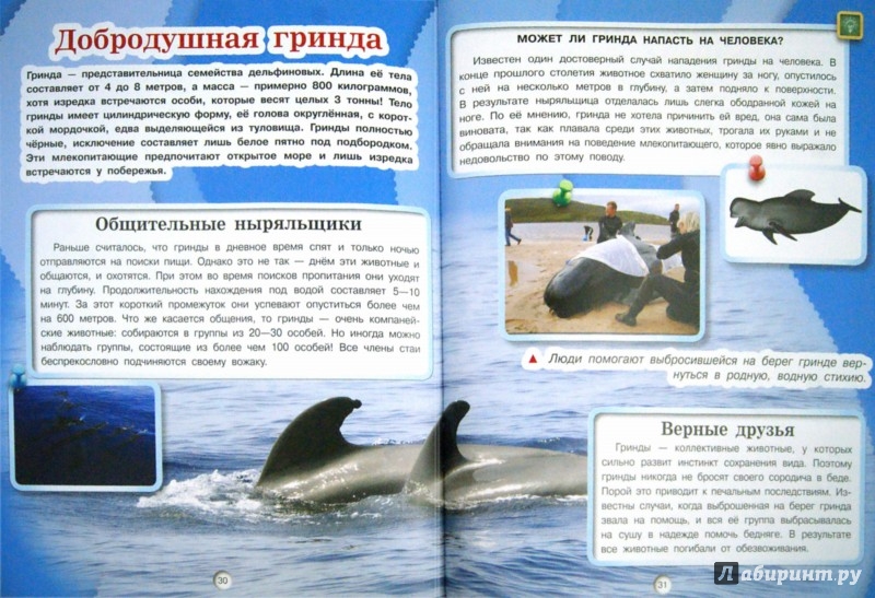 Иллюстрация 1 из 32 для Киты, дельфины и акулы - Дмитрий Кошевар | Лабиринт - книги. Источник: Лабиринт