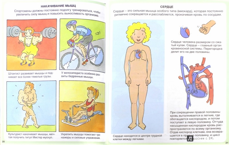 Иллюстрация 1 из 4 для Тело человека - Филипп Симон | Лабиринт - книги. Источник: Лабиринт