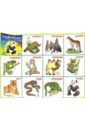 Плакат. Карточки. В мире животных плакат развивающий рыжий кот в мире животных зп 0545 рк